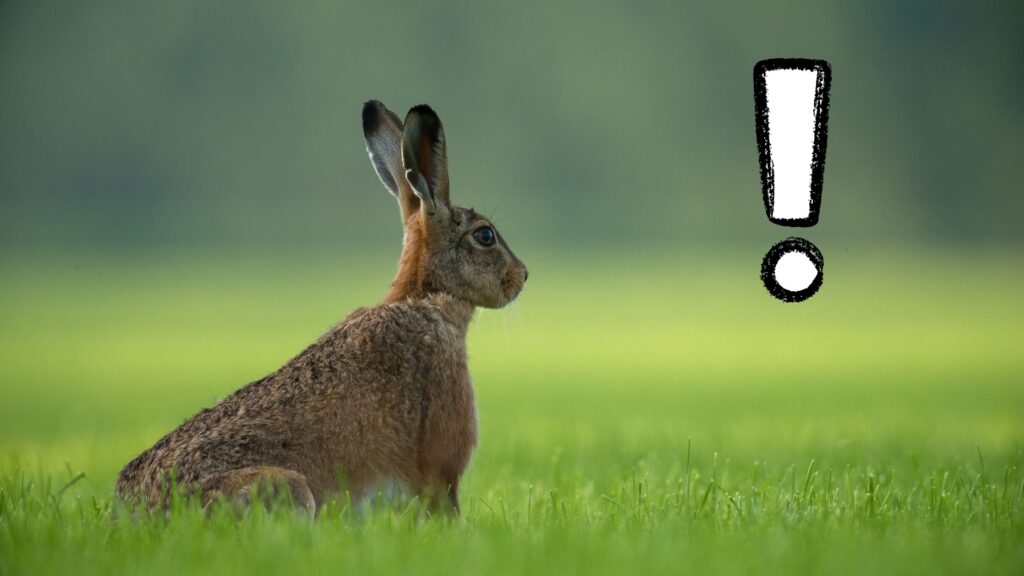 glorious model o vs model d